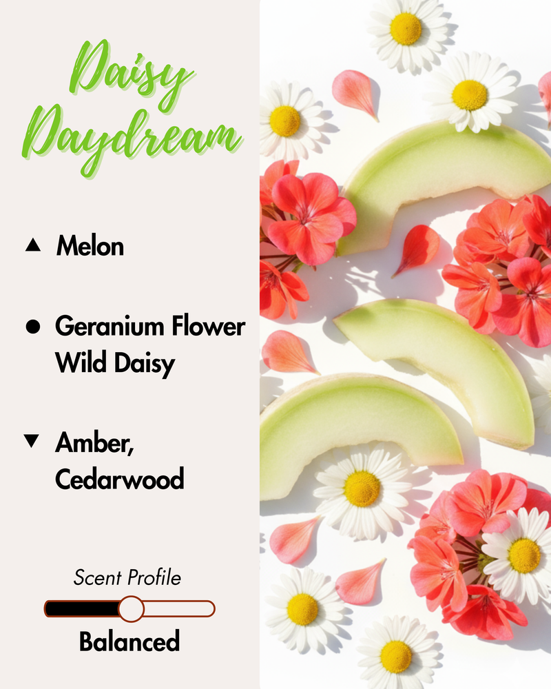 Graphic displaying Harlequin Candles Daisy Daydream fragrance notes. Top note: Melon. Middle notes: Geranium Flower, Wild Daisy. Base notes: Amber, Cedarwood. Scent profile is rated as Balanced. The image shows fresh daisy flowers, other colourful blooms, and a slice of rockmelon on a wooden board.