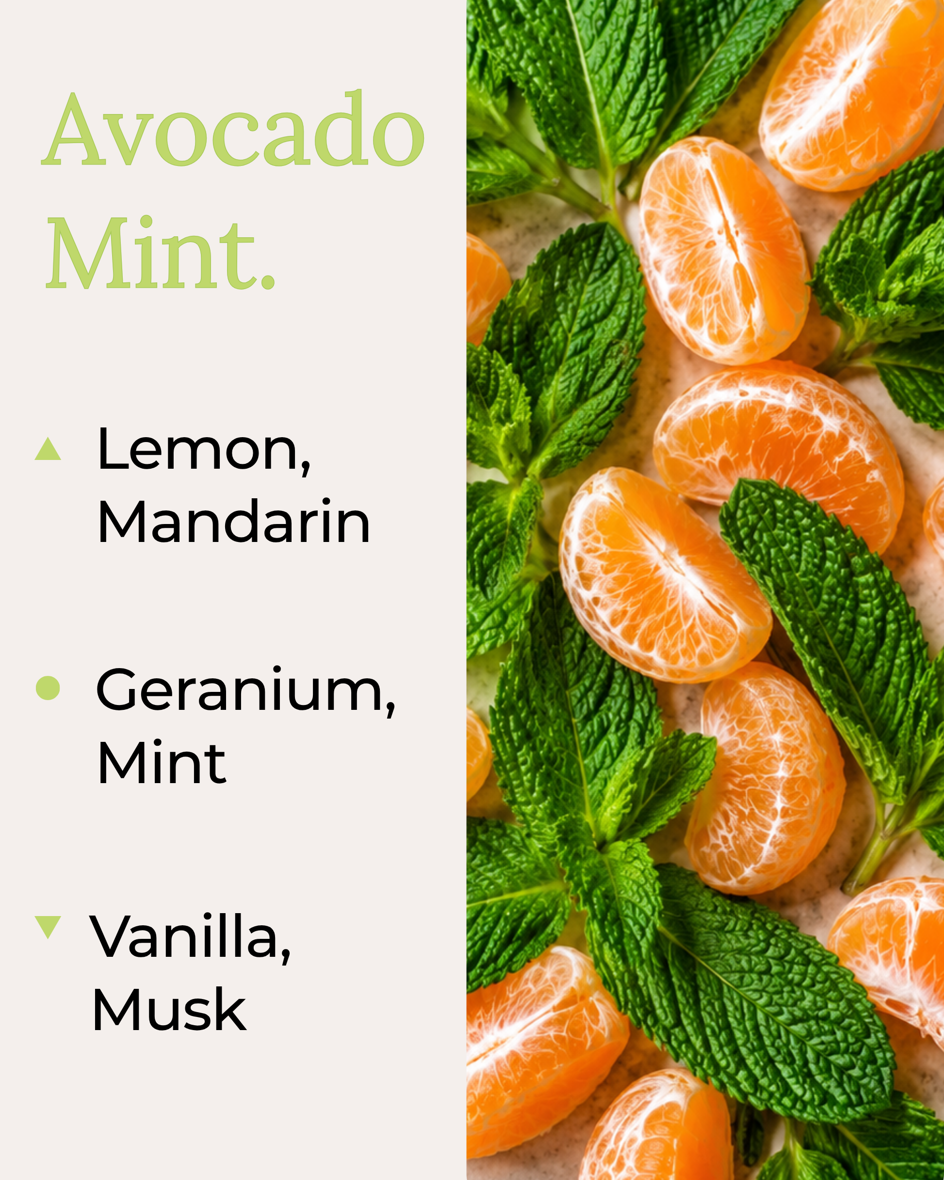 A fragrance note card for Avocado Mint by Harlequin Candles. The left side lists top notes of Lemon and Mandarin, mid notes of Geranium and Mint, and base notes of Vanilla and Musk. The right side features a high-quality lifestyle image of a fresh juicy mandarin and vibrant mint leaves.