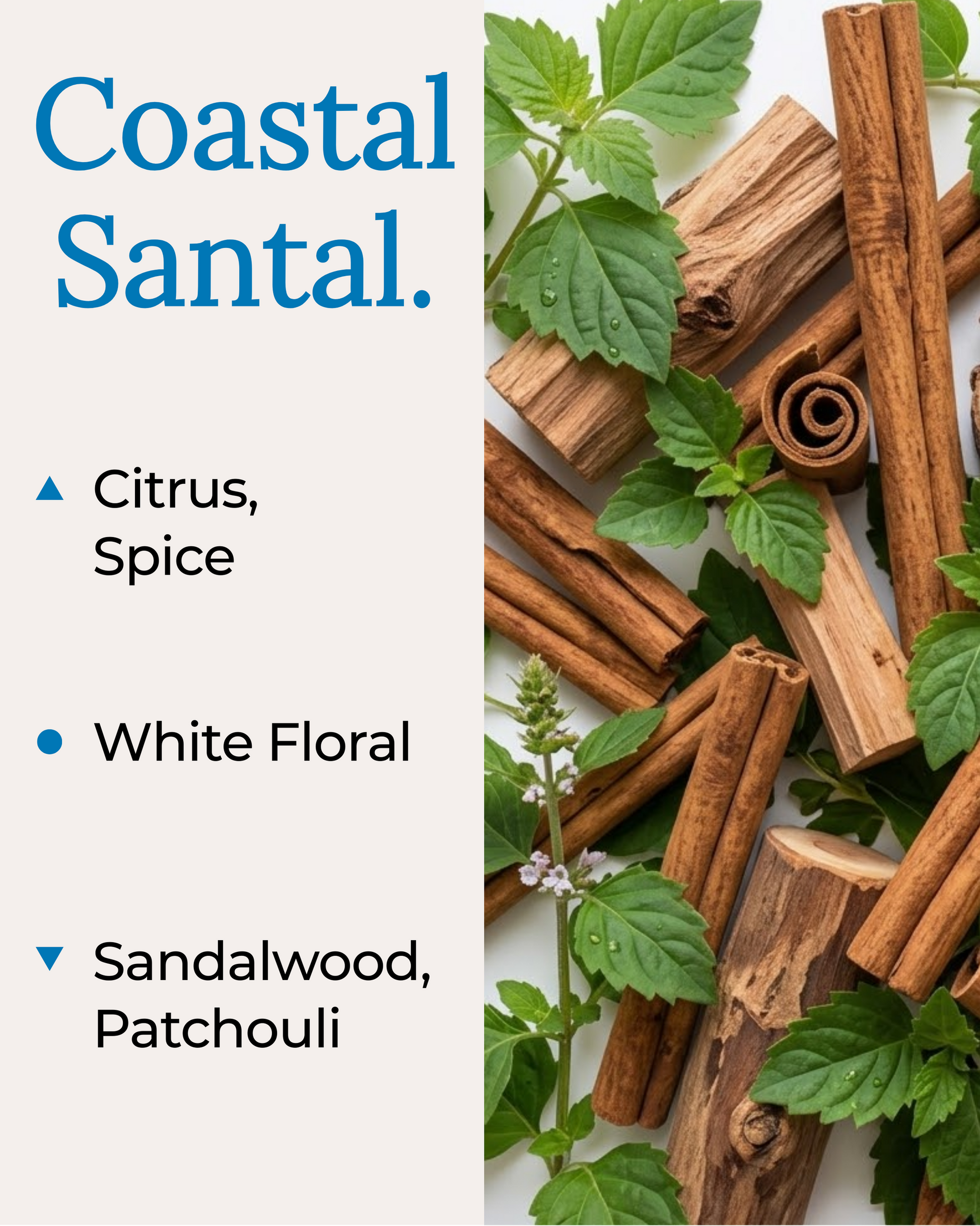 A fragrance note card for Coastal Santal by Harlequin Candles. The left panel lists the scent notes: Citrus and Spice as top notes; White Floral as the mid note; and Sandalwood and Patchouli as the base notes. The right side features a high-quality lifestyle image of fresh green leaves and cinnamon sticks on a white background.
