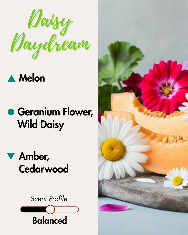 Graphic displaying Harlequin Candles Daisy Daydream fragrance notes. Top note: Melon. Middle notes: Geranium Flower, Wild Daisy. Base notes: Amber, Cedarwood. Scent profile is rated as Balanced. The image shows fresh daisy flowers, other colourful blooms, and a slice of rockmelon on a wooden board.