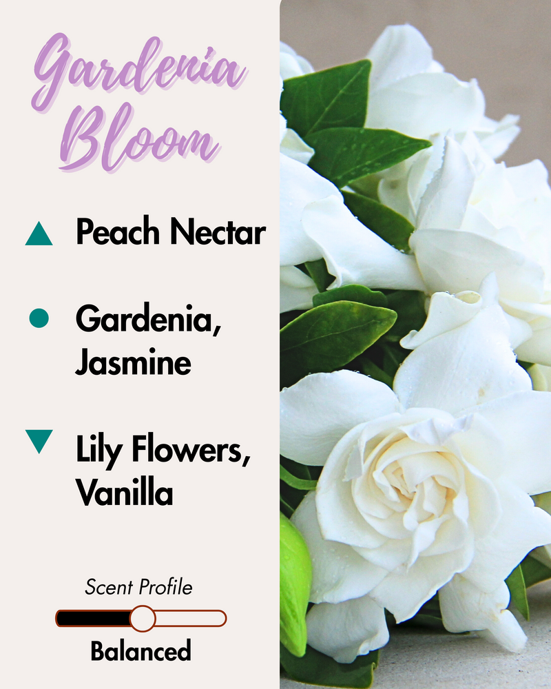 Graphic displaying Harlequin Candles Gardenia Bloom fragrance notes. Top note: Peach Nectar. Middle notes: Gardenia, Jasmine. Base notes: Lily Flowers, Vanilla. Scent profile is rated as Balanced. The image shows a beautiful bouquet of white gardenia flowers.