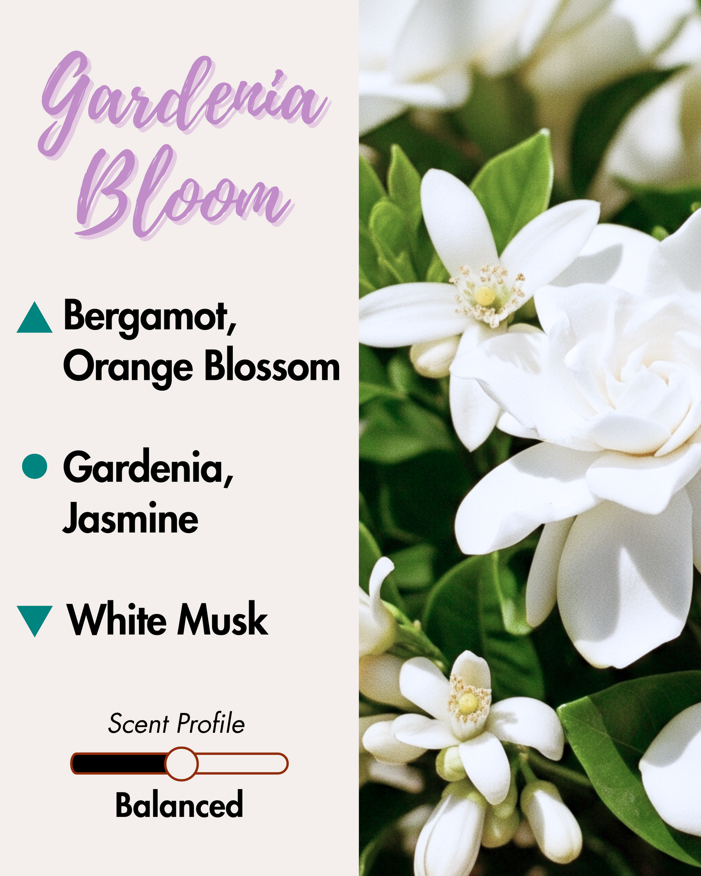 A graphic advertising a "Gardenia Bloom" reed diffuser. The left side lists scent notes: top notes are Bergamot and Orange Blossom; middle notes are Gardenia and Jasmine; and the base note is White Musk. A scent profile bar indicates "Balanced." The right side features a close-up photo of white gardenia flowers with green leaves.