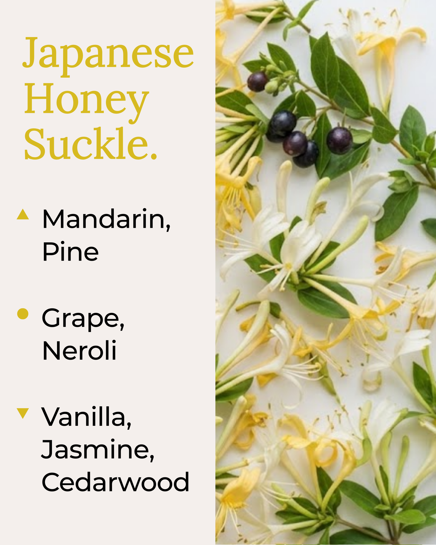 A bright fragrance note graphic for the Japanese Honeysuckle coconut soy candle by Harlequin Candles. The image shows a flat lay of yellow and white honeysuckle flowers with green leaves and small dark berries. Text on the left lists top notes of Mandarin and Pine, mid notes of Grape and Neroli, and base notes of Vanilla, Jasmine, and Cedarwood.